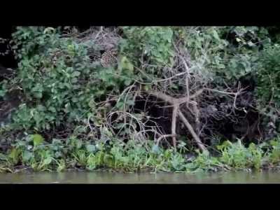 A romp of giant otters harass a jaguar resting on a tree branch hanging over a river