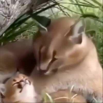 Found this jem of a meme