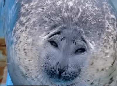 Who is this angel?!?! (I’m new to the seals community :3)