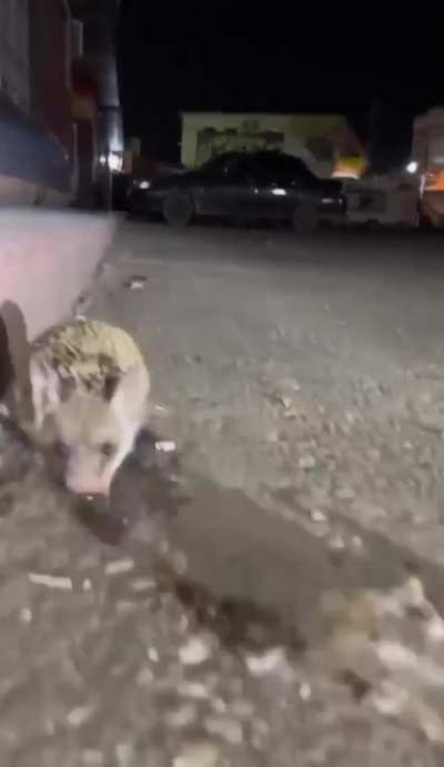 A hedgehog approached a passerby so that he could remove the tape from its paw. 🥹