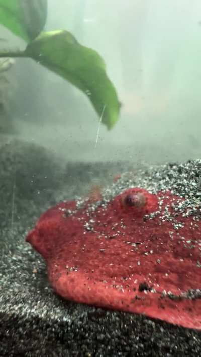 We see you little bro