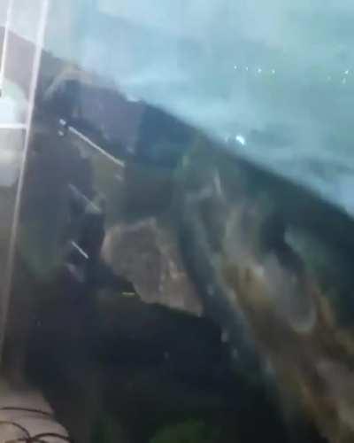 Lived peacefully together for 4 years. I knew my loach was going to die soon so I just left my musk to it. Probably the best snack he's ever had.