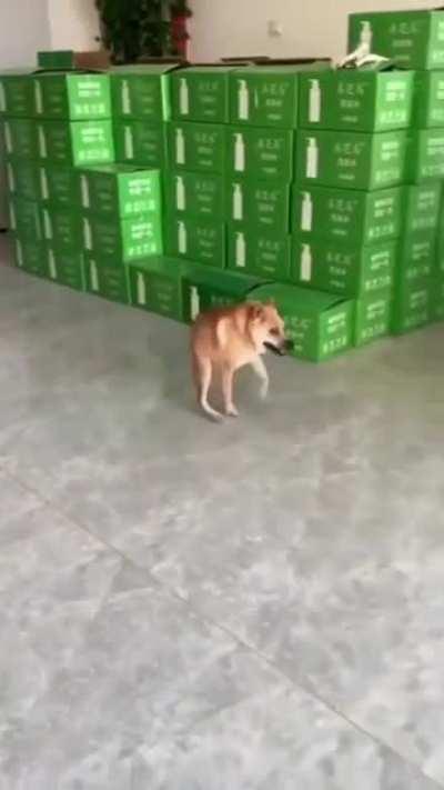 This dog was born with short spine syndrome😔.. but that won't get him down