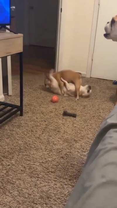 When you combine [Jeannie and Henry] favorite things together this is what happens 