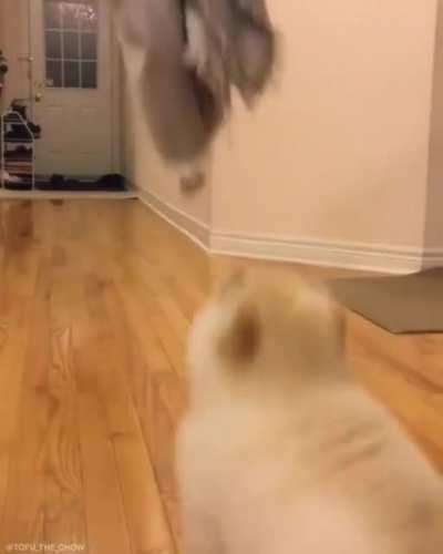 pUpPeR tRiEs To JuMp AnD fUcKiNg DiEs