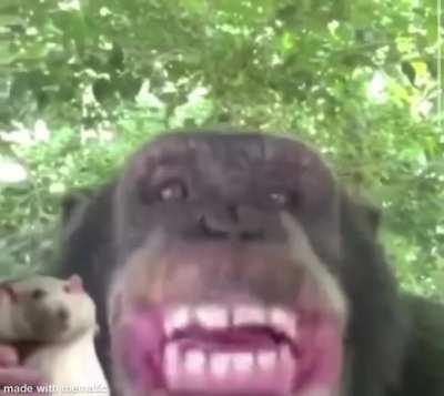 Monke brother wants to help you