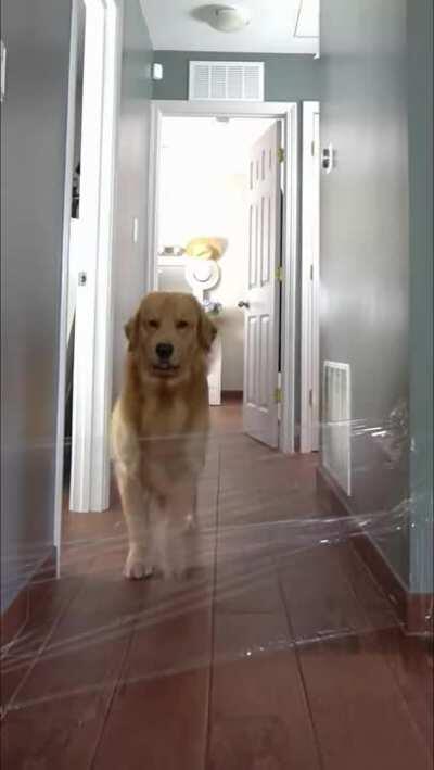 Dog vs invisible wall