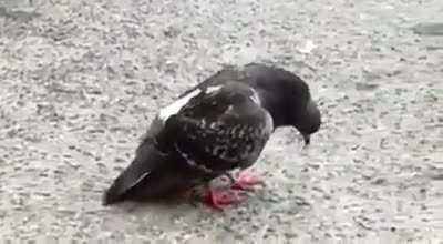 Yo cuando orslok no hace directo😔