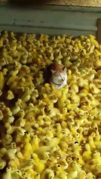 Infiltration in enemy hideout successful. They don't suspect a thing.