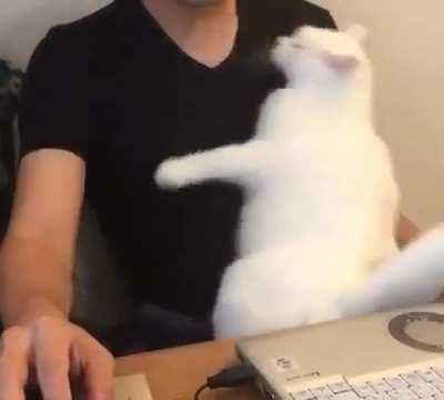 your main job is to stroke me