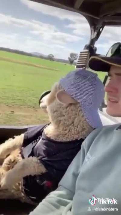 That is such a chill sheep