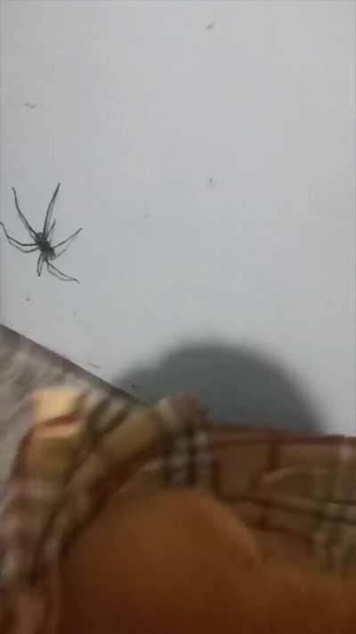 Average orange cat behavior 