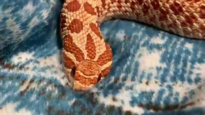 Scratch, scratch and scratchin that snooty