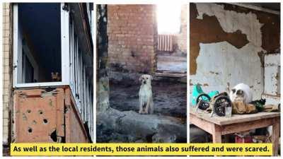 Today I want to show you the cute little helpers of our volunteers in the B50 community, who are working on cleaning up the rubble of houses destroyed by the war.