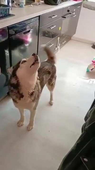 You shut up, me talk