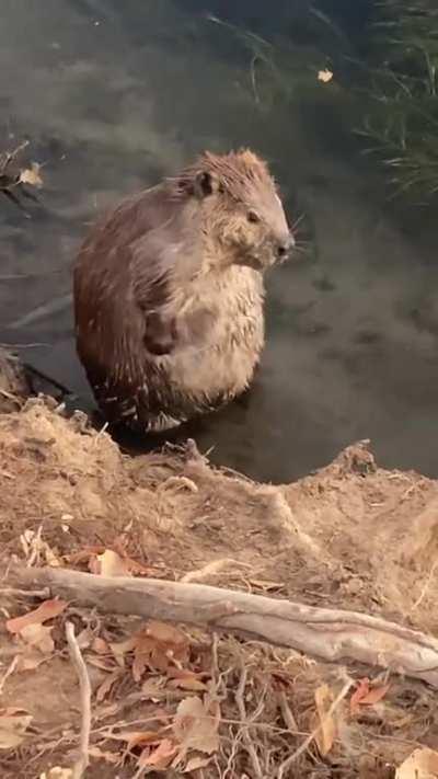Just a beaver taking a bath