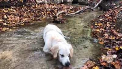 Koa Enjoying His Favorite Creek