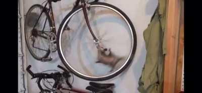 My sister sent me this little guy who got into their garage 😅