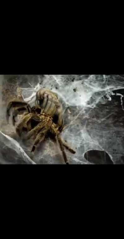 Spider shedding its skin