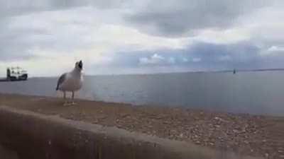 Seagulls are the definition of jerks