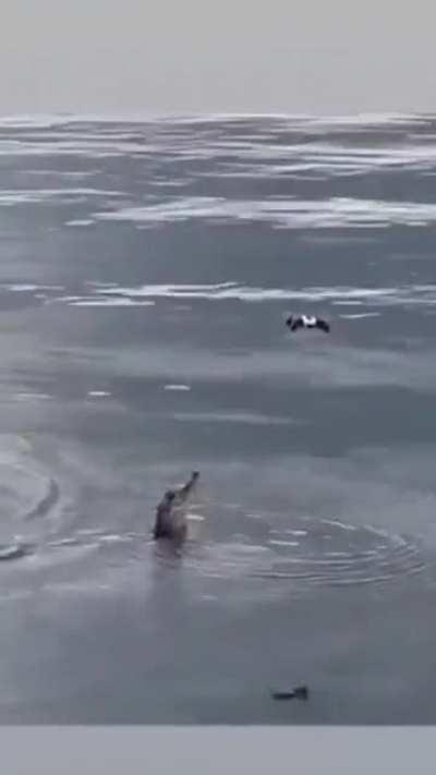 I imagine the cameraman's face watching a crocodile eat his drone.