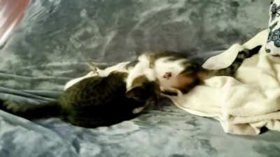 Sisters, 11 months old. I don't think they got the memo that they're not kittens anymore.