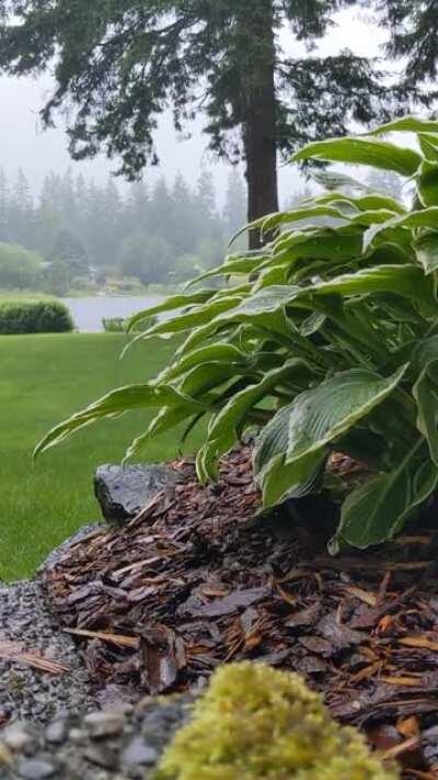 Raining in the forest...