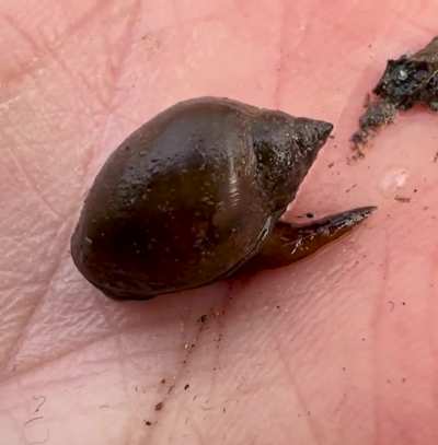 Anybody like freshwater snails?