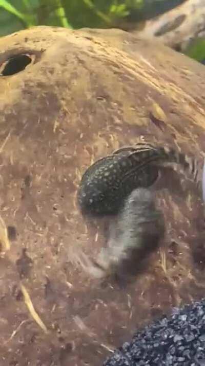 Dance of the loaches