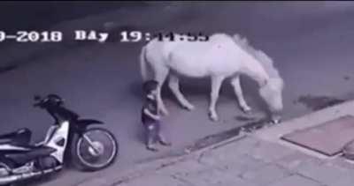 Kid playing with a horse