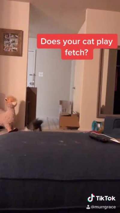 Cat that plays Fetch