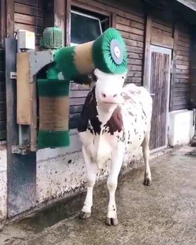 Such a sweetheart! Hope this isn't a repost