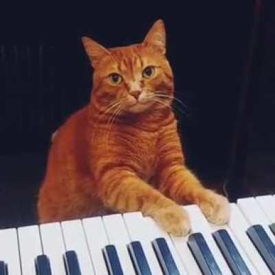 Play me a song piano cat