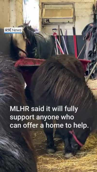 MLHR (My Lovely Horse Rescue)