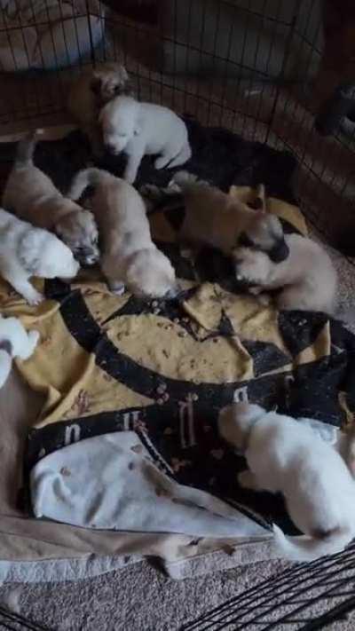 4 week old Colorado Mountain Dogs got a lot to talk about after breakfast today