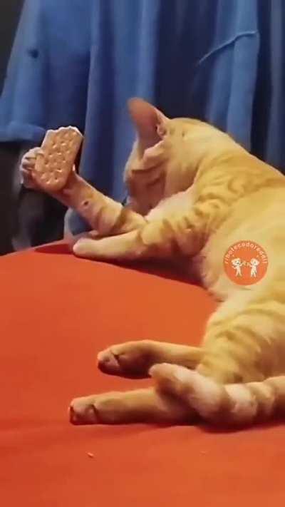 🐈 🍪