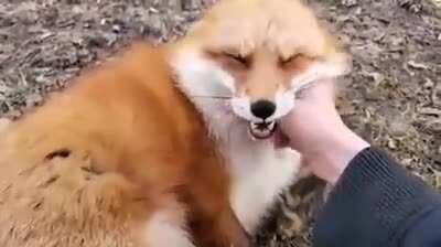 Os bichinhos tão sorrindinho