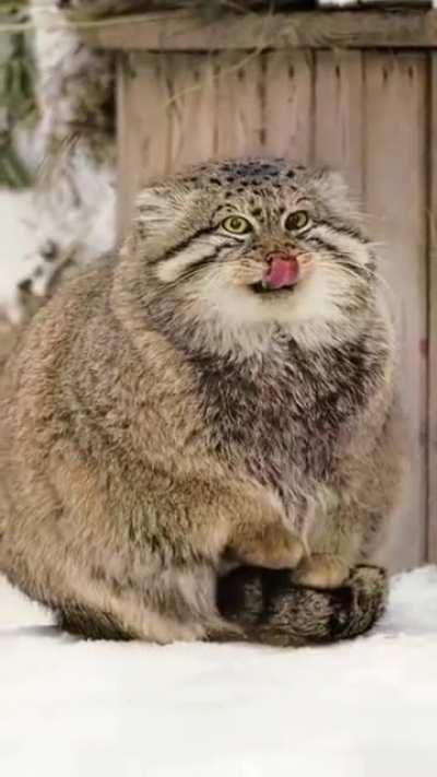 I know I shouldn't because its wild BUT I REALLY WANT TOOO