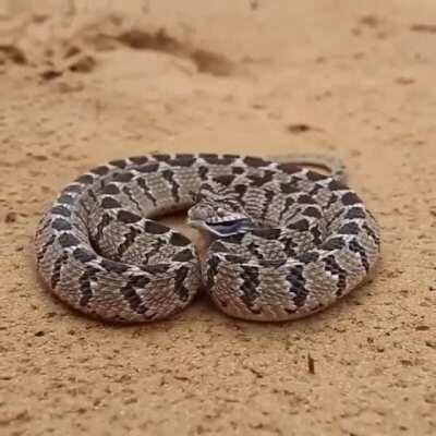 🔥 Terrifying but totally harmless, non-venomous rhombic egg-eater.