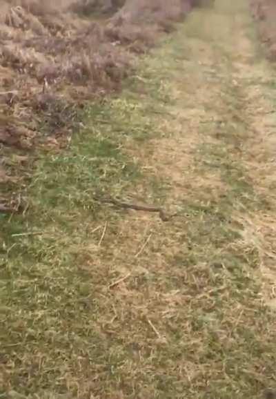 Dog removes snake from path