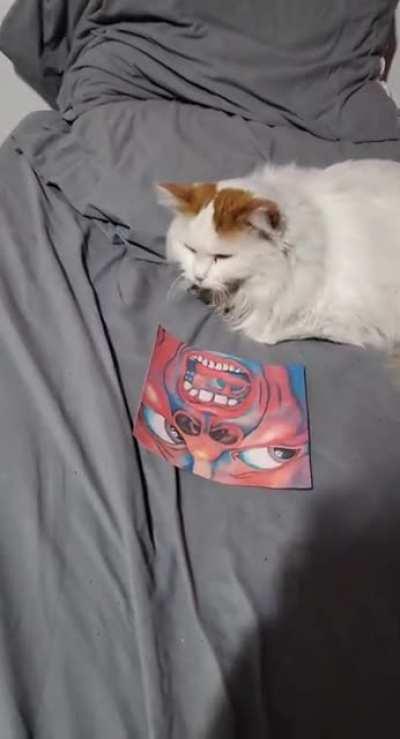 Cat doesn't like red screamy man... 🙄😠 see if they have 🔥grailz🔥 at the animal shelter