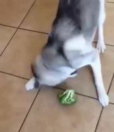Broccoli broke the dog