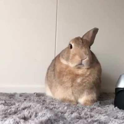 Did someone say bunny?