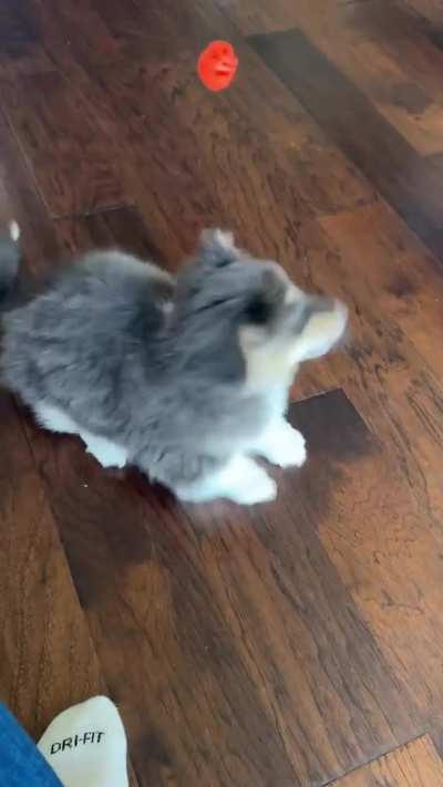 This pup learning to catch a ball