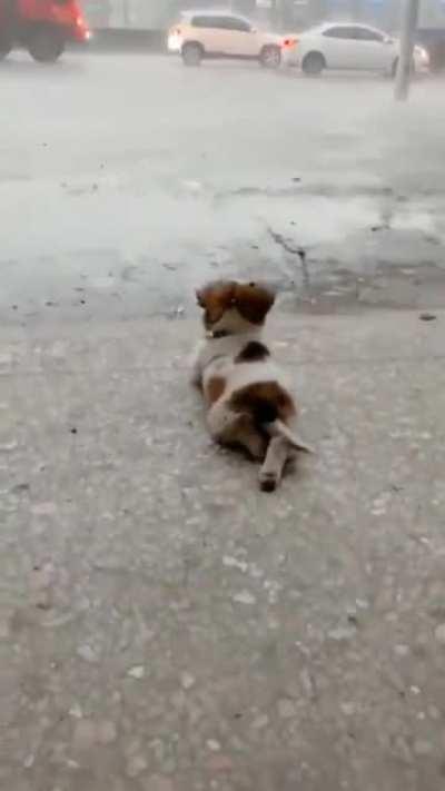 Little doggo enjoying rain