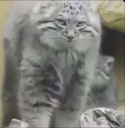 watch this pallas’s cat stretch out