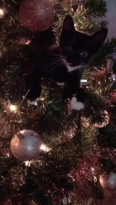 My sister’s foster kitten Luna’s first Christmas