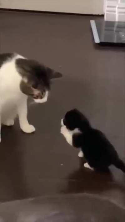 Cats being jerk through generations
