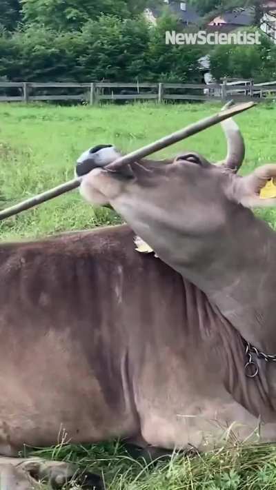 Veronika is the first recorded cow to use a multi-functional tool: bristles of broom to scratch back, soft side for more sensitive spots