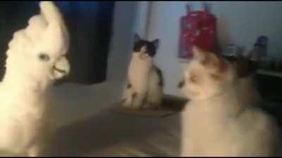 There is a cockatoo among us